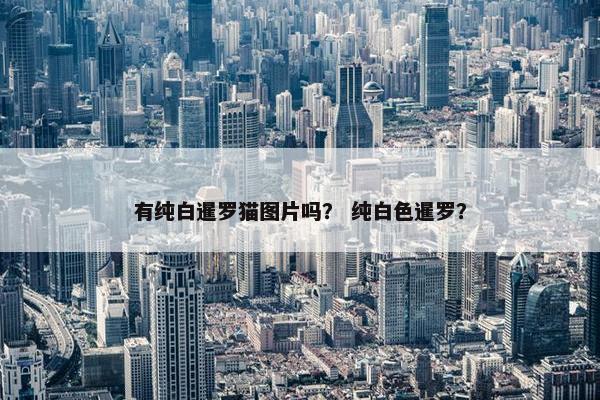 有纯白暹罗猫图片吗？ 纯白色暹罗？
