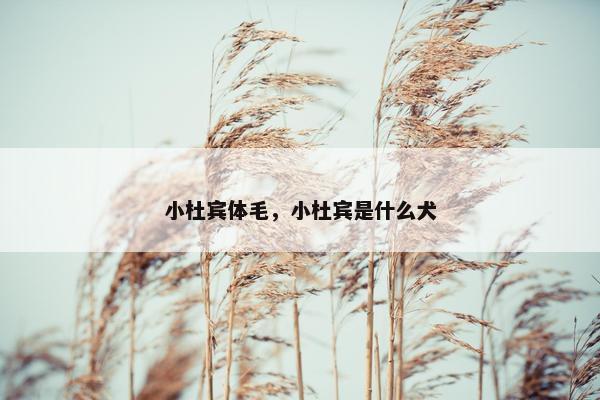小杜宾体毛，小杜宾是什么犬