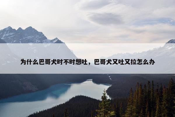 为什么巴哥犬时不时想吐，巴哥犬又吐又拉怎么办
