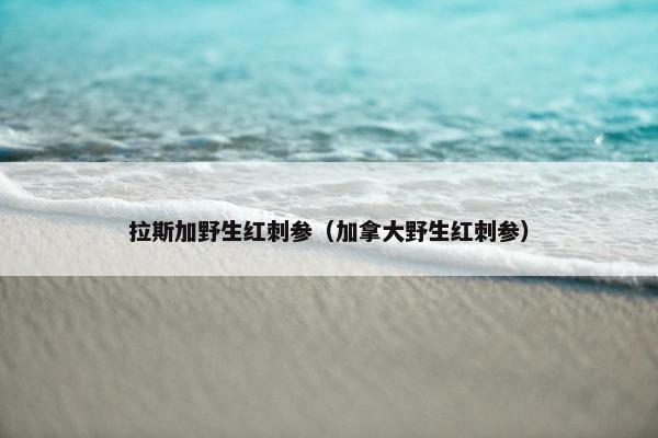 拉斯加野生红刺参（加拿大野生红刺参）