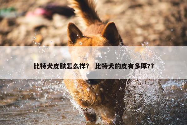 比特犬皮肤怎么样？ 比特犬的皮有多厚?？
