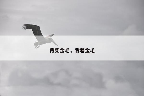 背柴金毛，背着金毛