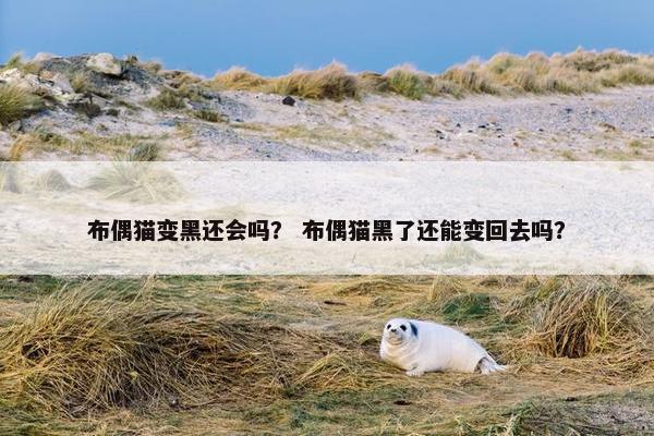 布偶猫变黑还会吗？ 布偶猫黑了还能变回去吗？