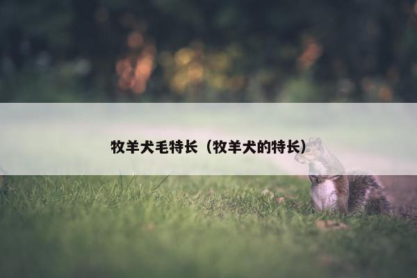 牧羊犬毛特长（牧羊犬的特长）