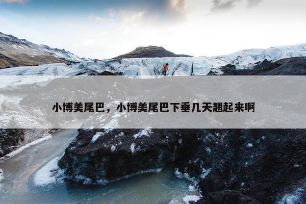 小博美尾巴，小博美尾巴下垂几天翘起来啊