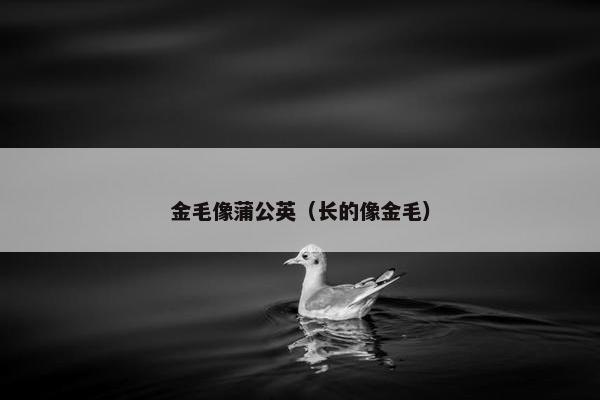金毛像蒲公英（长的像金毛）