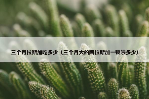 三个月拉斯加吃多少（三个月大的阿拉斯加一顿喂多少）