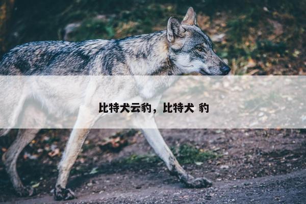 比特犬云豹，比特犬 豹