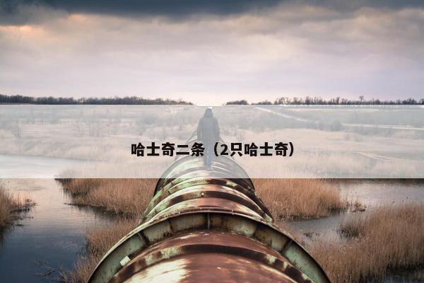 哈士奇二条（2只哈士奇）