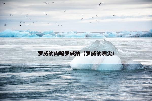 罗威纳肉嘴罗威纳（罗威纳嘴尖）