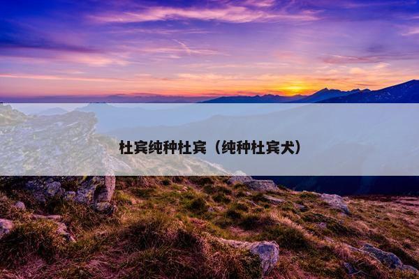 杜宾纯种杜宾（纯种杜宾犬）