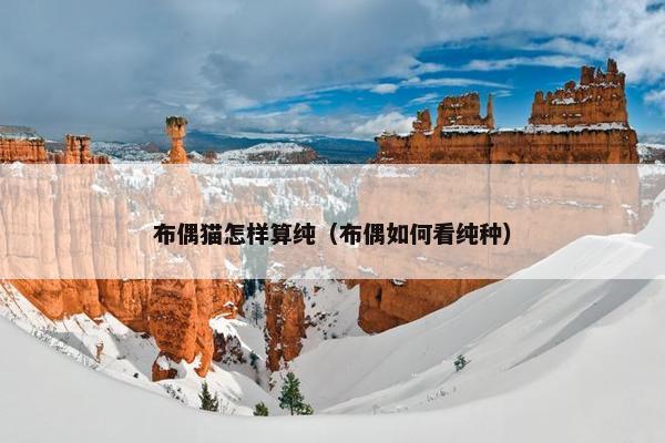 布偶猫怎样算纯（布偶如何看纯种）