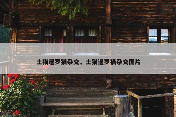 土猫暹罗猫杂交，土猫暹罗猫杂交图片