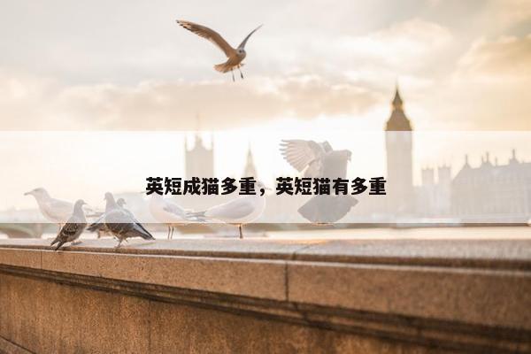 英短成猫多重，英短猫有多重