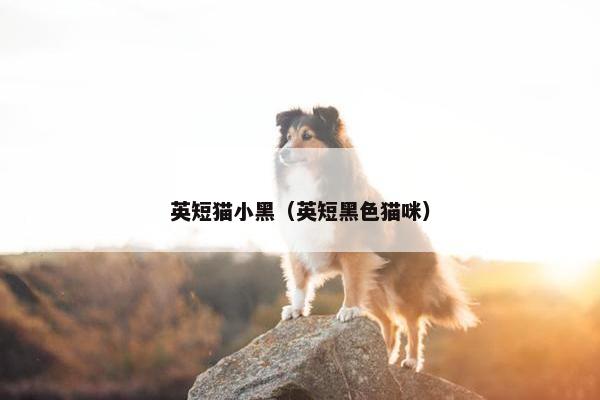 英短猫小黑（英短黑色猫咪）