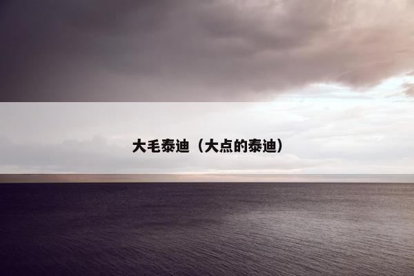 大毛泰迪（大点的泰迪）