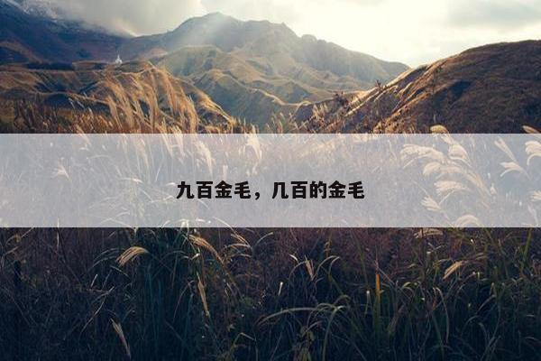 九百金毛，几百的金毛