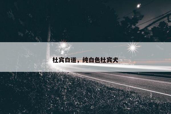 杜宾白道，纯白色杜宾犬