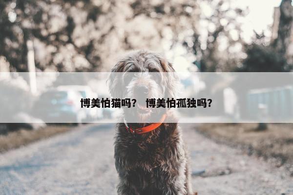 博美怕猫吗？ 博美怕孤独吗？