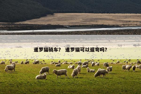 暹罗猫骑车？ 暹罗猫可以遛弯吗？