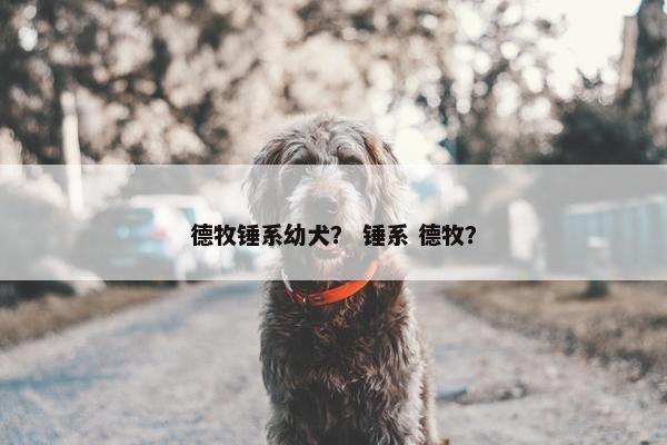 德牧锤系幼犬？ 锤系 德牧？