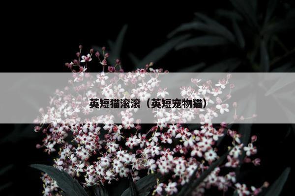 英短猫滚滚（英短宠物猫）