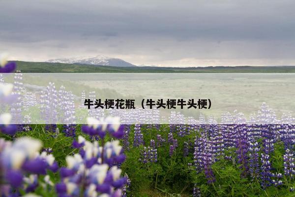 牛头梗花瓶（牛头梗牛头梗）