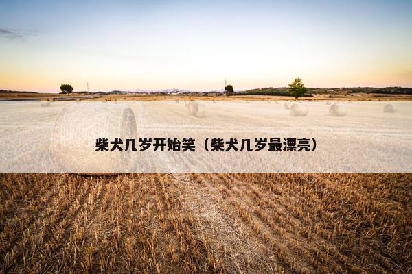 柴犬几岁开始笑（柴犬几岁最漂亮）