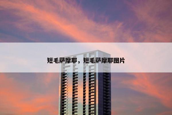 短毛萨摩耶，短毛萨摩耶图片