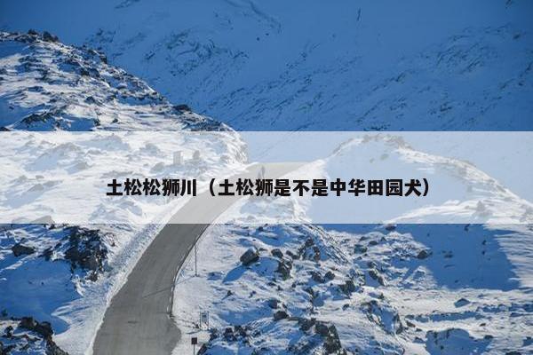 土松松狮川（土松狮是不是中华田园犬）