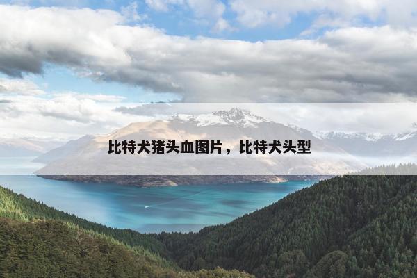 比特犬猪头血图片，比特犬头型