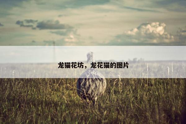 龙猫花坊，龙花猫的图片