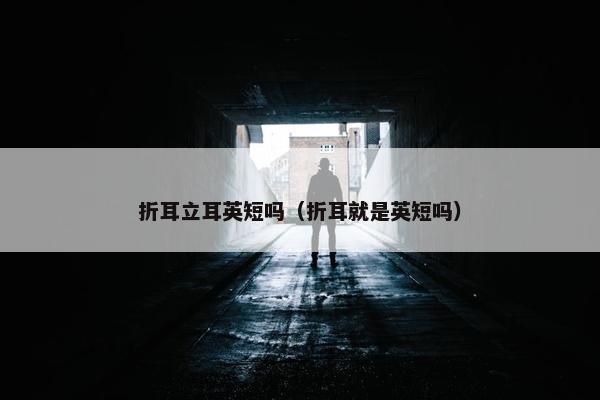 折耳立耳英短吗（折耳就是英短吗）