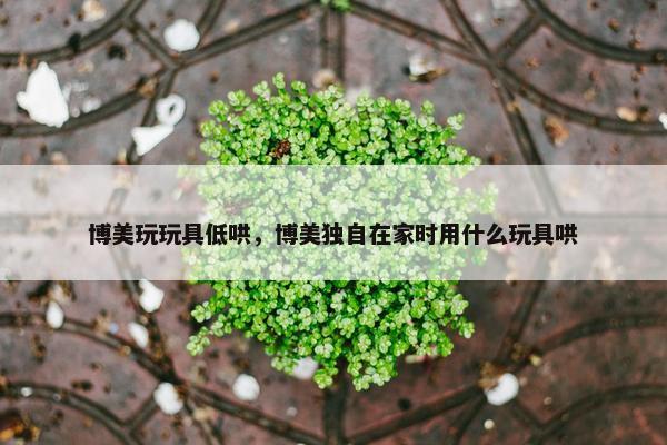 博美玩玩具低哄，博美独自在家时用什么玩具哄