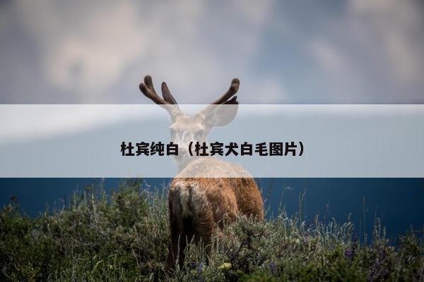 杜宾纯白（杜宾犬白毛图片）