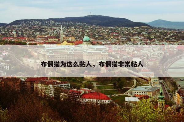 布偶猫为这么黏人，布偶猫非常粘人