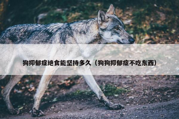 狗抑郁症绝食能坚持多久（狗狗抑郁症不吃东西）