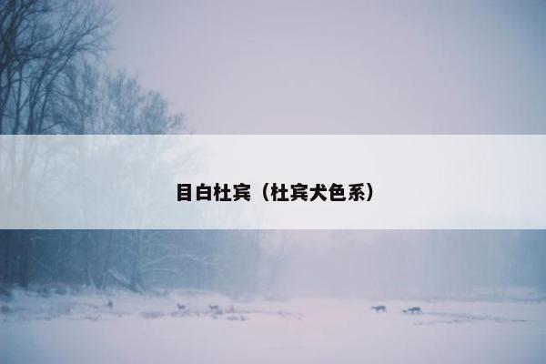 目白杜宾（杜宾犬色系）