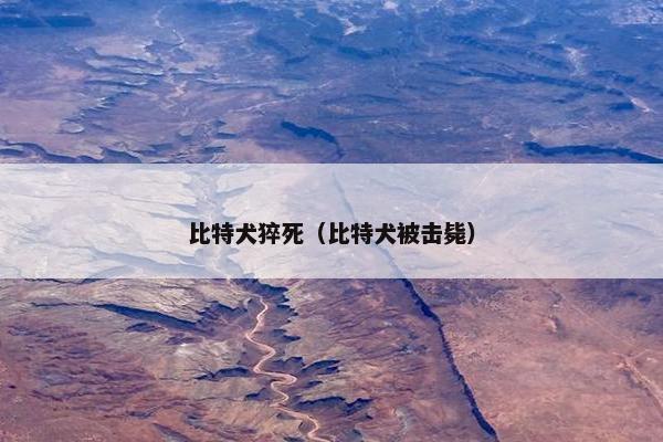 比特犬猝死（比特犬被击毙）