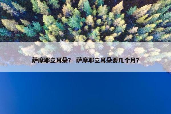 萨摩耶立耳朵？ 萨摩耶立耳朵要几个月？