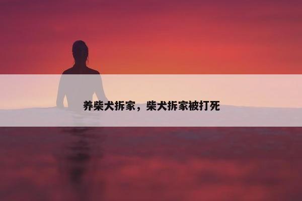 养柴犬拆家，柴犬拆家被打死