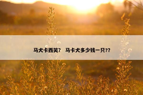 马犬卡西笑？ 马卡犬多少钱一只?？