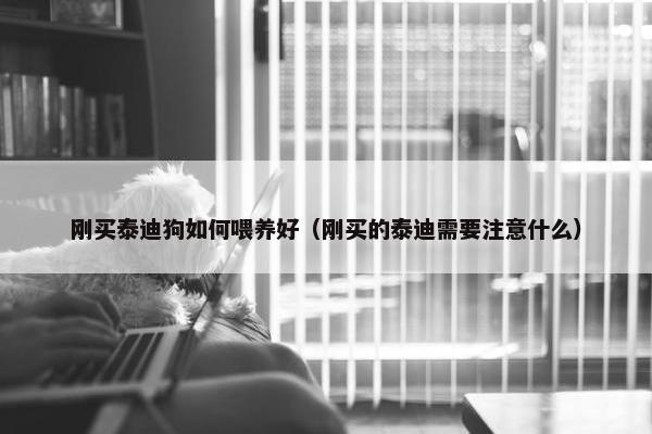 刚买泰迪狗如何喂养好（刚买的泰迪需要注意什么）