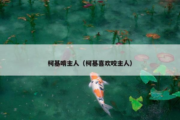 柯基啃主人（柯基喜欢咬主人）