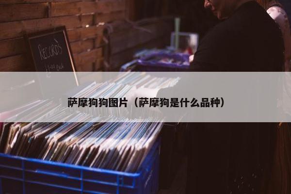 萨摩狗狗图片（萨摩狗是什么品种）