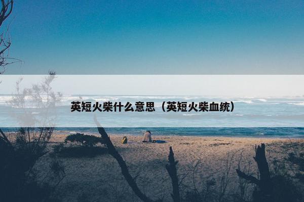 英短火柴什么意思（英短火柴血统）