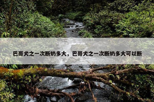 巴哥犬之一次断奶多大，巴哥犬之一次断奶多大可以断