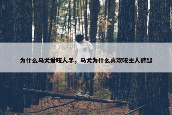 为什么马犬爱咬人手，马犬为什么喜欢咬主人裤腿