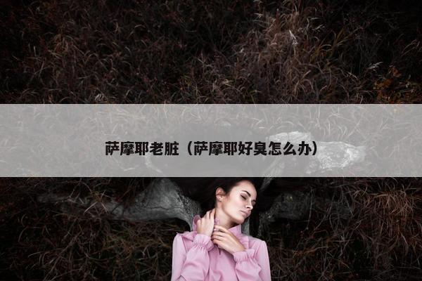 萨摩耶老脏（萨摩耶好臭怎么办）