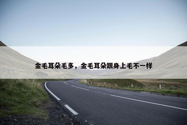 金毛耳朵毛多，金毛耳朵跟身上毛不一样